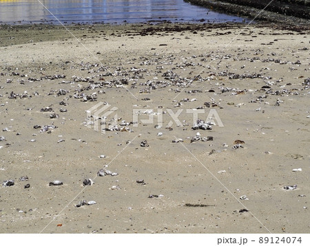 【清水港】人工海岸に打ち上げられた貝 89124074