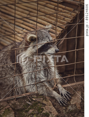 Fluffy raccoons in a cage stretch their paws and ask for food. Inadmissible keeping of wild animals in captivity. Wildlife protection. 89124606