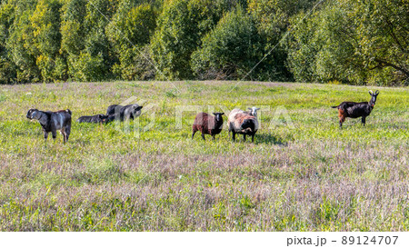 Sheep, goats, black pigs in the meadow in the pasture. Gang 89124707