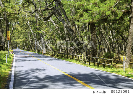 日本三大松原のひとつである虹の松原(佐賀県唐津市) 日本三大松原のひとつである虹の松原(佐賀県唐津市) 89125091