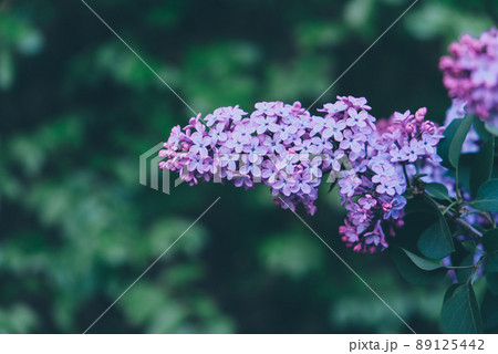 Beautiful fresh purple lilac flowers in full bloom in the garden. Beautiful fresh purple lilac flowers in full bloom in the garden. 89125442