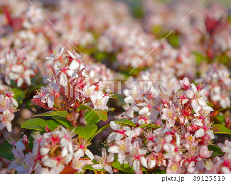 ヒメシャリンバイ1 89125519