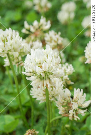 1輪にピントをあてたシロツメクサ 1輪にピントをあてたシロツメクサ 89125520