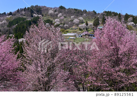 立屋の桜 89125561