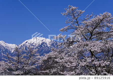 大町公園の桜 89125916