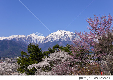 大町公園の桜 89125924