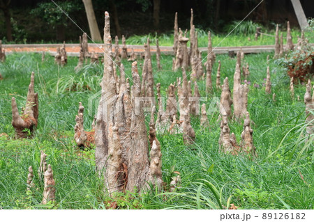 気根 気根 89126182