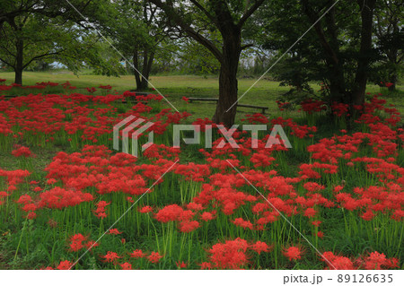 滋賀県高島市桂浜園地のヒガンバナを撮影 89126635