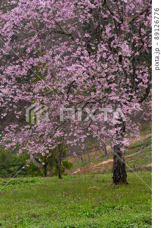 番所の桜 89126776