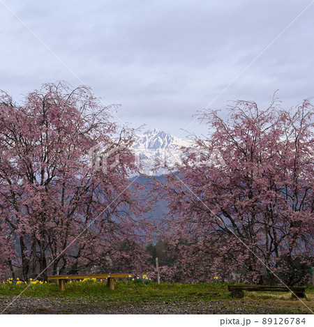 番所の桜 89126784
