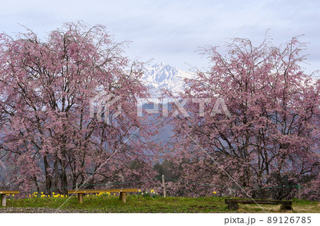 番所の桜 番所の桜 89126785