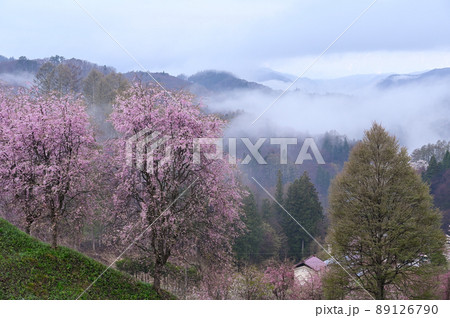 番所の桜と雲海 番所の桜と雲海 89126790
