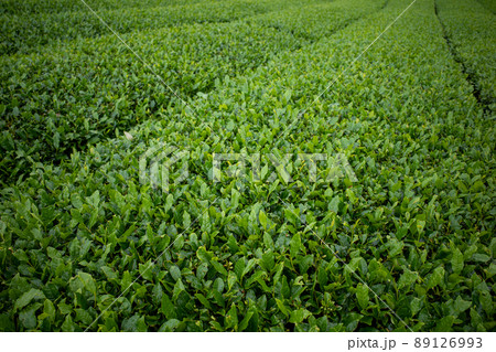 茶畑 茶畑 89126993