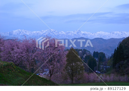 番所の桜 番所の桜 89127129