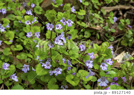 カキドオシの花 89127140