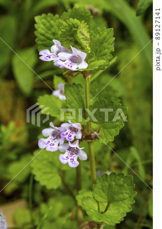カキドオシの花 89127141