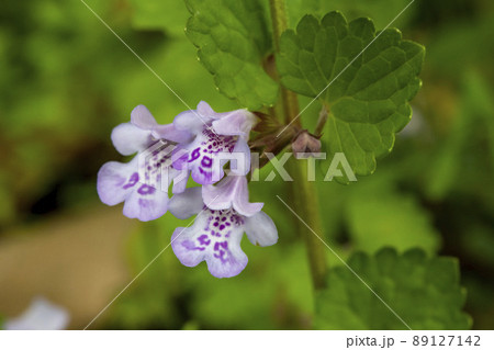 カキドオシの花 カキドオシの花 89127142