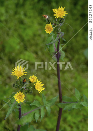 ノゲシの黄色い花 ノゲシの黄色い花 89127148