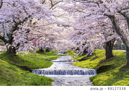 福島県　観音寺川の桜並木 89127338