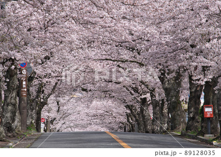 伊豆高原桜並木2022年 伊豆高原桜並木2022年 89128035