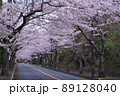 伊豆高原桜並木2022年 89128040