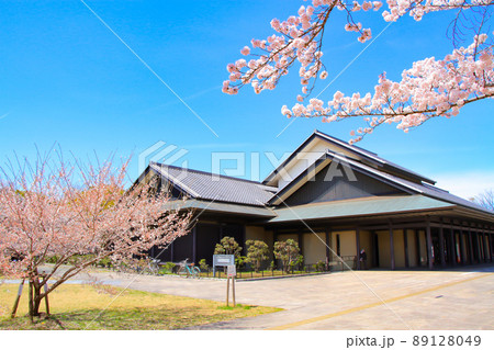 名古屋市、名古屋能楽堂と満開の桜の風景 名古屋市、名古屋能楽堂と満開の桜の風景 89128049