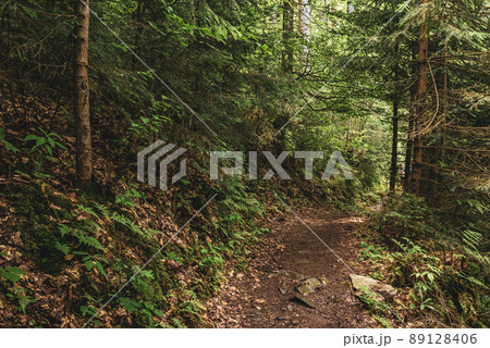Dark moody forest Dark moody forest 89128406