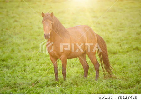 Single icelandic horse Single icelandic horse 89128429