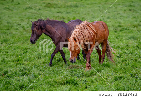 Two icelandic horses Two icelandic horses 89128433
