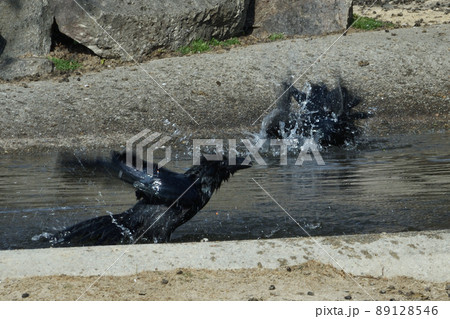 小川で仲良く水浴びをするカラスたち 小川で仲良く水浴びをするカラスたち 89128546