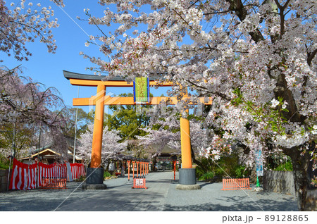 晴天の京都市平野神社 大鳥居と満開の桜が美しい 晴天の京都市平野神社 大鳥居と満開の桜が美しい 89128865