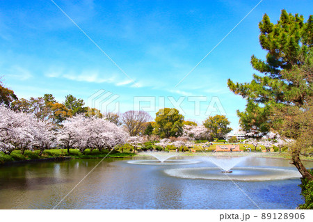 名古屋市、名城公園御深井池と桜の風景 名古屋市、名城公園御深井池と桜の風景 89128906
