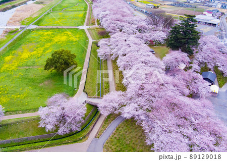 桜並木と権現堂公園 89129018