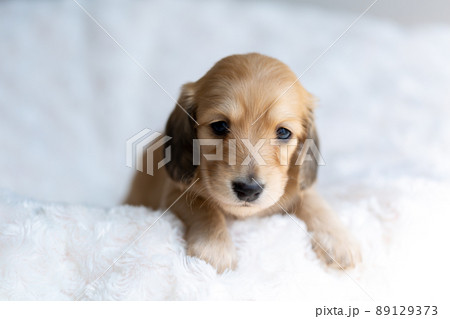 仔犬　カニンヘンダックスフンド 89129373