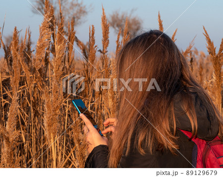 Pretty young woman in black coat with backpack smartphone on pampas grass sunset sky dry reeds Millennial long hair girl Pretty young woman in black coat with backpack smartphone on pampas grass sunset sky dry reeds Millennial long hair girl 89129679