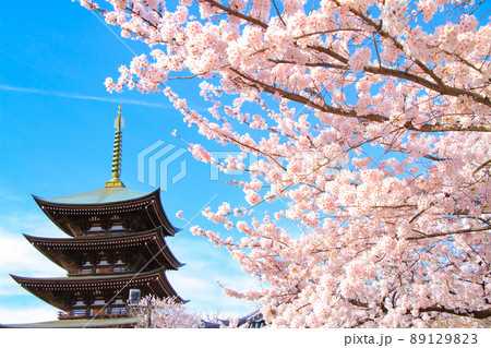名古屋市、日泰寺五重塔と桜の風景 名古屋市、日泰寺五重塔と桜の風景 89129823