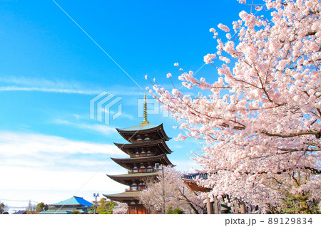 名古屋市、日泰寺五重塔と桜の風景 名古屋市、日泰寺五重塔と桜の風景 89129834