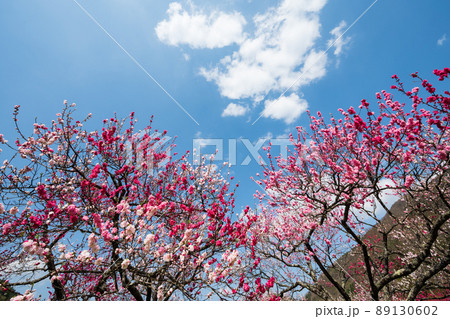 日本一の桃源郷 赤白ピンクの3色の花が咲き誇る圧巻な花桃 89130602