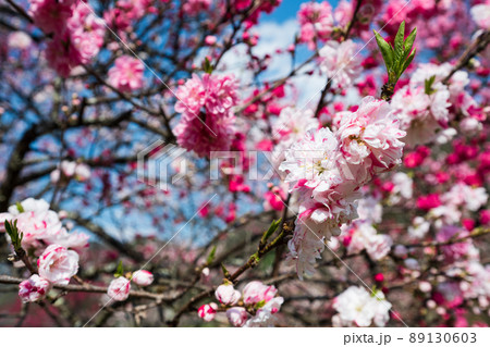 日本一の桃源郷 赤白ピンクの3色の花が咲き誇る圧巻な花桃 日本一の桃源郷 赤白ピンクの3色の花が咲き誇る圧巻な花桃 89130603