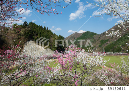 日本一の桃源郷 赤白ピンクの3色の花が咲き誇る圧巻な花桃 89130611