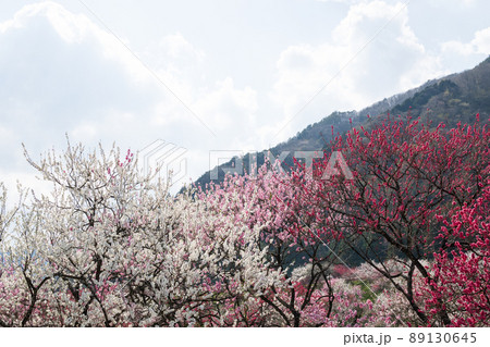 日本一の桃源郷 土手沿いに赤白ピンクの3色の圧巻な花桃が咲き誇る 日本一の桃源郷 土手沿いに赤白ピンクの3色の圧巻な花桃が咲き誇る 89130645