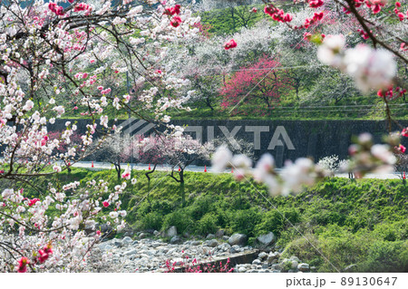 日本一の桃源郷 川沿いに赤白ピンクの3色の圧巻な花桃が咲き誇る 日本一の桃源郷 川沿いに赤白ピンクの3色の圧巻な花桃が咲き誇る 89130647