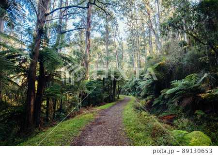 O'Shannassy Aqueduct Trail near Warburton in Victoria Australia O'Shannassy Aqueduct Trail near Warburton in Victoria Australia 89130653