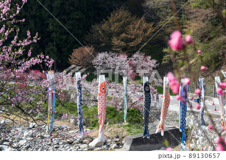 日本一の桃源郷 赤白ピンクの3色の花が咲き誇る圧巻な花桃と泳ぐ鯉のぼり 89130657