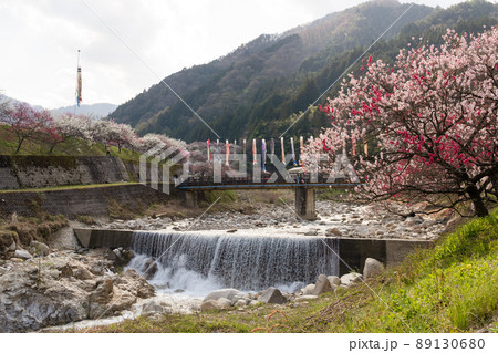 日本一の桃源郷 川沿いに赤白ピンクの3色の花が咲き誇る圧巻な花桃と泳ぐ鯉のぼり 89130680
