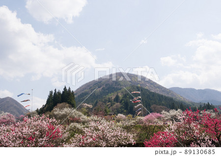 日本一の桃源郷 赤白ピンクの3色の花が咲き誇る圧巻な花桃と泳ぐ鯉のぼり 日本一の桃源郷 赤白ピンクの3色の花が咲き誇る圧巻な花桃と泳ぐ鯉のぼり 89130685