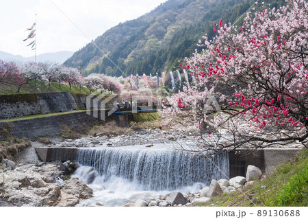 日本一の桃源郷 川沿いに赤白ピンクの3色の花が咲き誇る圧巻な花桃と泳ぐ鯉のぼり 日本一の桃源郷 川沿いに赤白ピンクの3色の花が咲き誇る圧巻な花桃と泳ぐ鯉のぼり 89130688