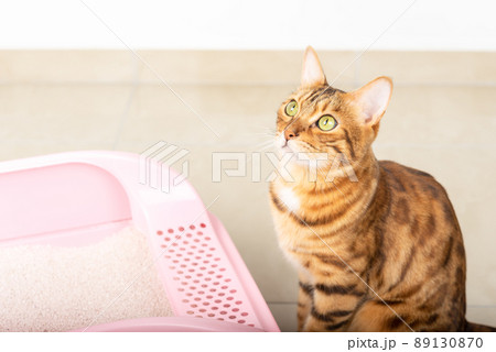A tray with clumping litter and a Bengal cat. 89130870