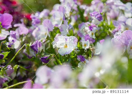 久宝寺緑地で満開に咲くビオラ 89131114