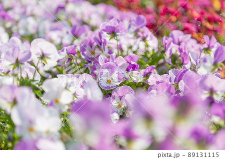 久宝寺緑地で満開に咲くビオラの花畑 89131115